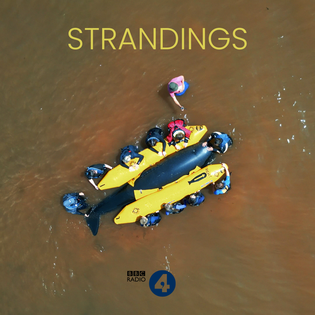 Strandings, Radio 4 documentary commission.
